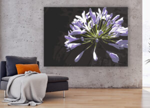 Picture of an agapanthus